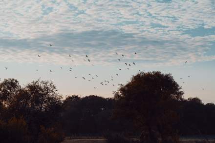 La Mare aux Oiseaux