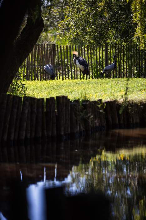 La Mare aux Oiseaux