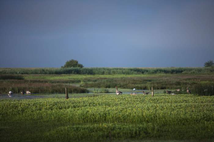 La Mare aux Oiseaux