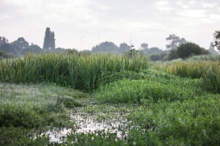 La Mare aux Oiseaux